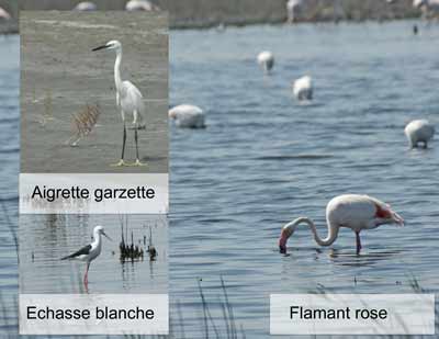 Quelques oiseaux sur l'étang de Vaccarès