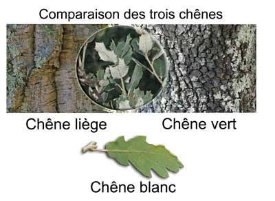3 Chênes comparés. Le Chêne blanc est le seul à avoir des feuilles lobées. Les Chênes lièges et vert ont des feuilles plus claires en dessous et vont se distinguer par l'écorce (beige et couverte de liège chez le Chêne liège, grise et simple chez le Chêne vert)