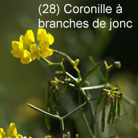 Coronille à branches de Jonc