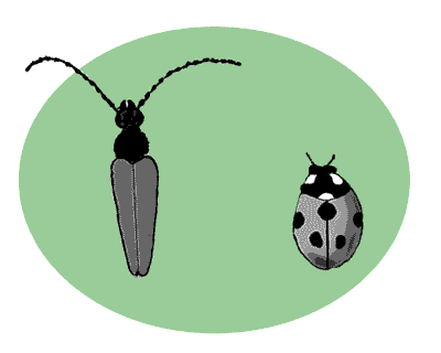 coleoptere