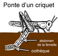 Accouplement de Criquets pansus