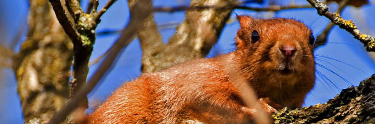 Biodiversité : la martre au secours de l'écureuil roux - Les