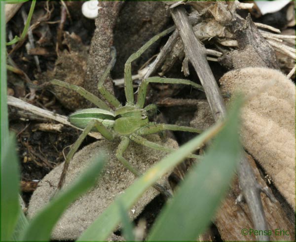 Micrommata ligurinum