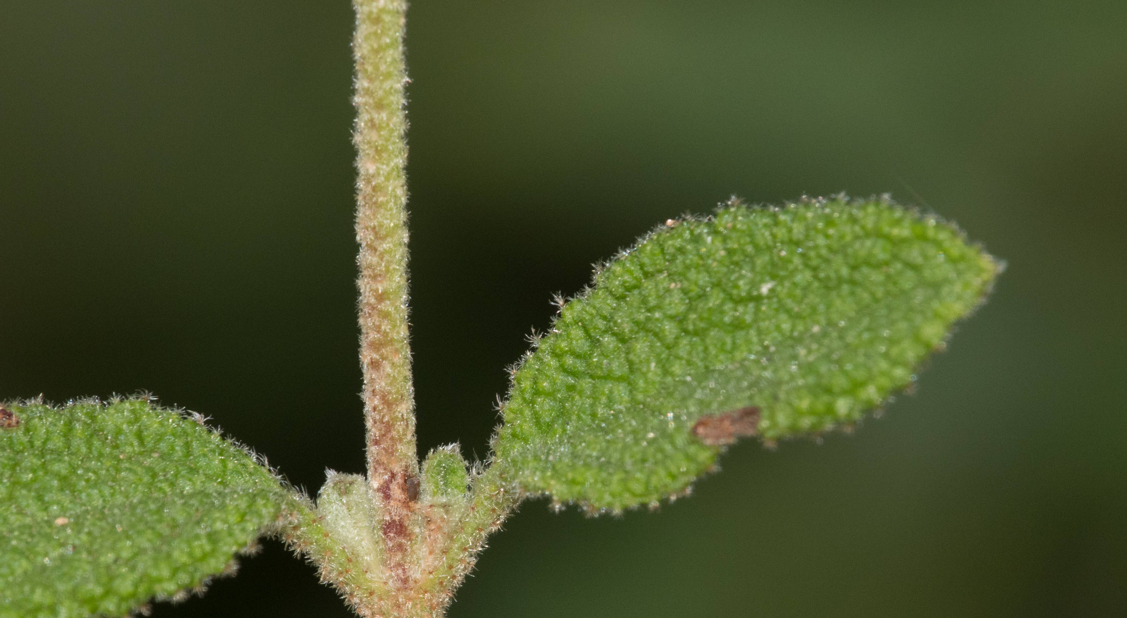 Les nombreux poils ramifiés du Ciste à feuilles de Sauge (Cistus salviifolius)