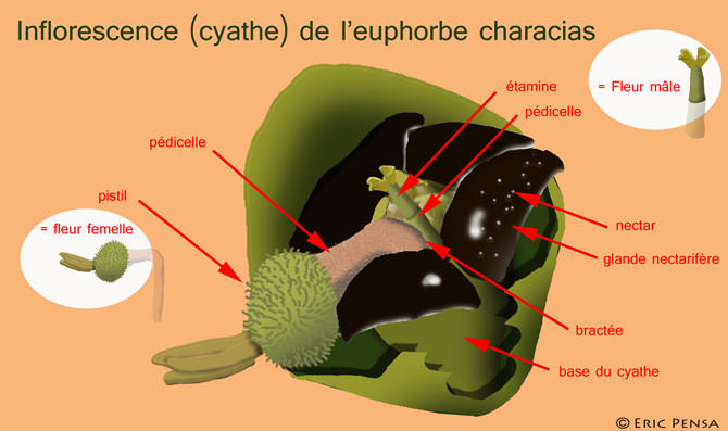 Cyathe d'euphorbe characias
