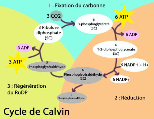 Le cycle de Calvin
