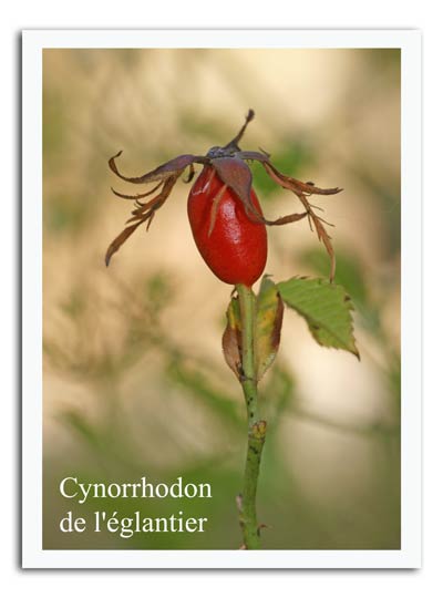 Cynorhodon, fruit de l'églantier
