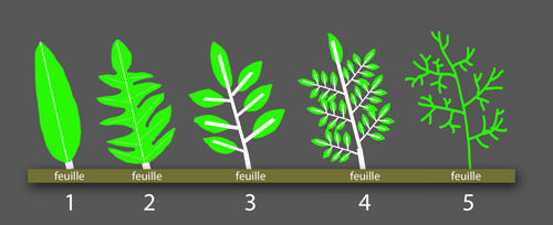 Découpage des feuilles : 1 feuille entière ; 2 feuille lobée; 3 feuille composée simple (pennée dans ce cas); 4 feuille bi-pennée; 5 feuille découpée en lanières.