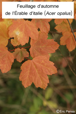 Couleurs d'automne sur les feuilles d'érable