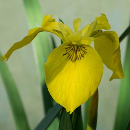 L'Iris des marais