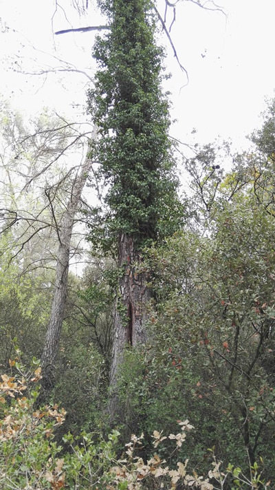 Lierre accroché sur un arbre