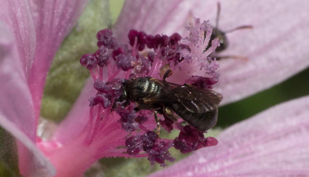 Photo 7 - Deux insectes à la recherche de nectar et pollen au cœur d'une fleur de guimauve