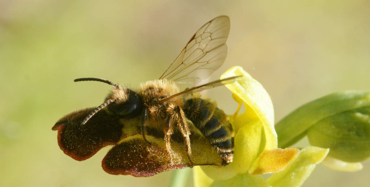 Pseudo copulation entre une abeille sauvage et un Ophrys