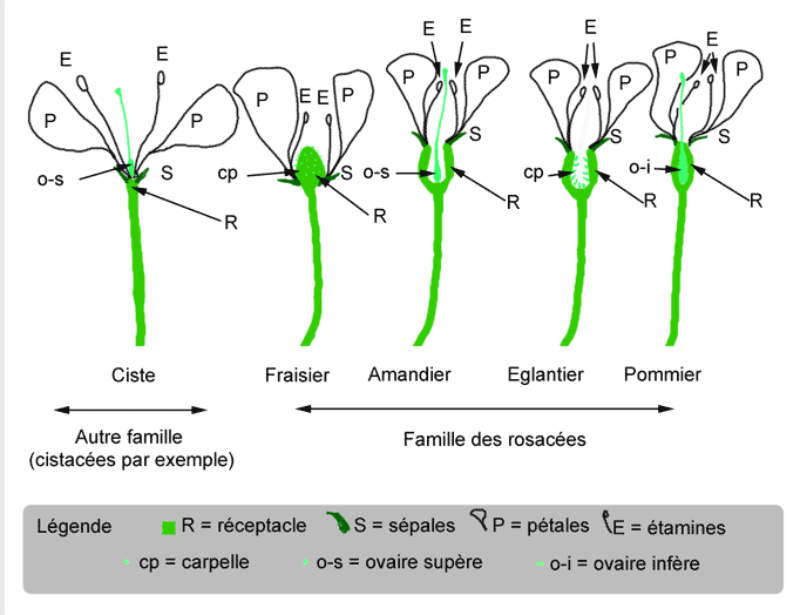 Structure des fleurs de Cistes et de Rosacées
