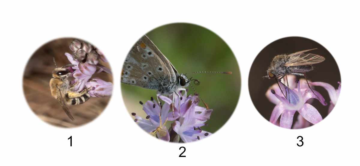 Quelques pollinisateurs de la Scille (1: abeille sauvage, 2: Azuré, 3: Bombylidé)