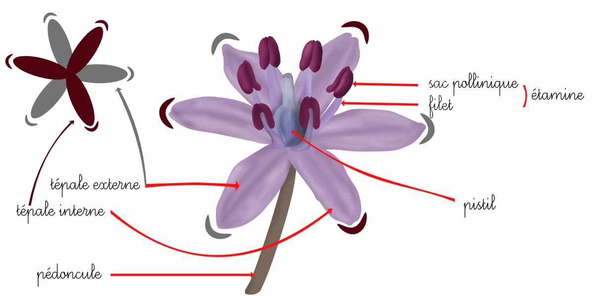 Illustration 1 - Dessin de la fleur de Scille d'automne